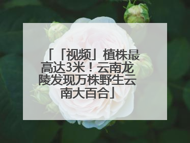 「视频」植株最高达3米！云南龙陵发现万株野生云南大百合