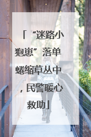 “迷路小狍崽”落单蜷缩草丛中，民警暖心救助