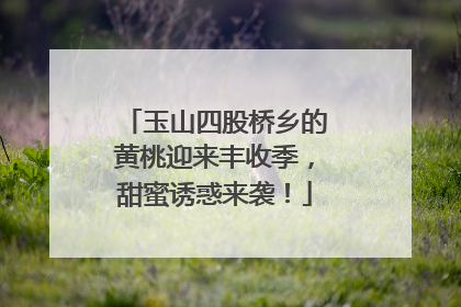 玉山四股桥乡的黄桃迎来丰收季，甜蜜诱惑来袭！