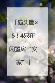 猫头鹰×5！4只在闲置房“安家”