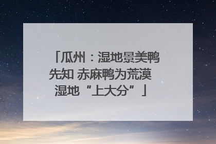 瓜州：湿地景美鸭先知 赤麻鸭为荒漠湿地“上大分”