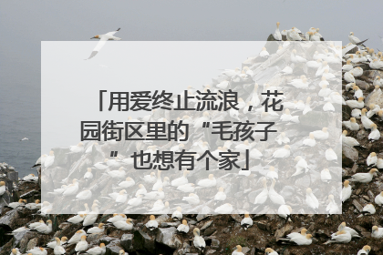 用爱终止流浪，花园街区里的“毛孩子”也想有个家
