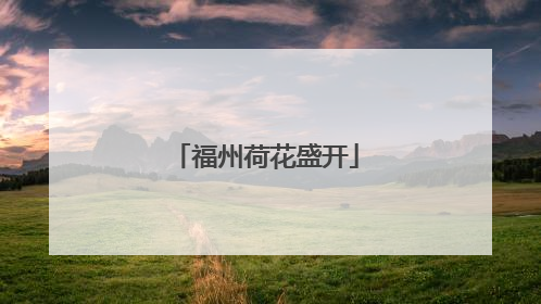 福州荷花盛开