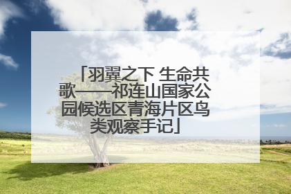 羽翼之下 生命共歌——祁连山国家公园候选区青海片区鸟类观察手记