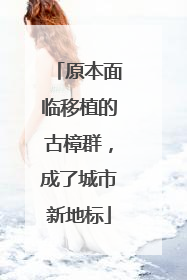 原本面临移植的古樟群，成了城市新地标