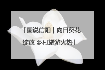 图说信阳｜向日葵花绽放 乡村旅游火热