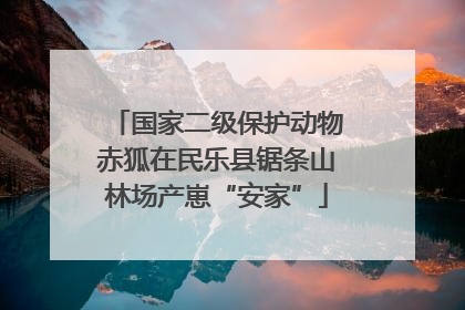 国家二级保护动物赤狐在民乐县锯条山林场产崽“安家”