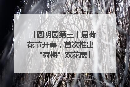 圆明园第三十届荷花节开幕，首次推出“荷梅”双花展
