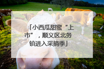 小西瓜甜蜜“上市”，顺义区北务镇进入采摘季