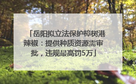岳阳拟立法保护樟树港辣椒：提供种质资源需审批，违规最高罚5万