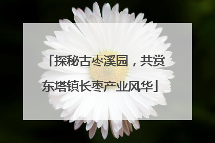 探秘古枣溪园，共赏东塔镇长枣产业风华