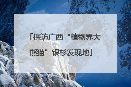 探访广西“植物界大熊猫”银杉发现地
