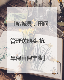 柘城县：田间管理送地头 抗旱保苗保丰收