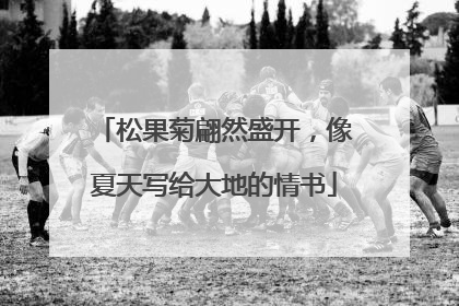 松果菊翩然盛开，像夏天写给大地的情书