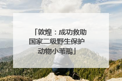 敦煌：成功救助国家二级野生保护动物小苇鳽
