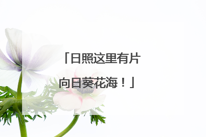 日照这里有片向日葵花海！