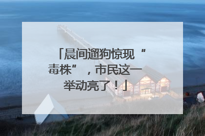 晨间遛狗惊现“毒株”，市民这一举动亮了！