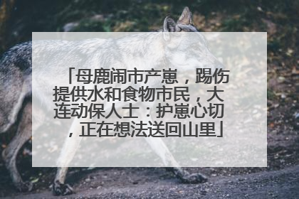 母鹿闹市产崽，踢伤提供水和食物市民，大连动保人士：护崽心切，正在想法送回山里