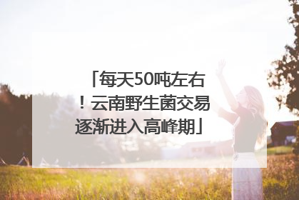 每天50吨左右！云南野生菌交易逐渐进入高峰期