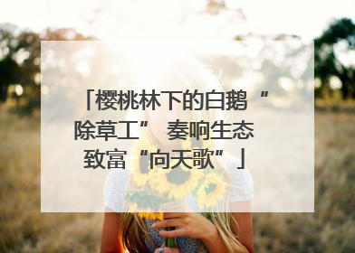 樱桃林下的白鹅“除草工” 奏响生态致富“向天歌”