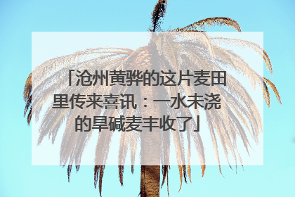 沧州黄骅的这片麦田里传来喜讯：一水未浇的旱碱麦丰收了