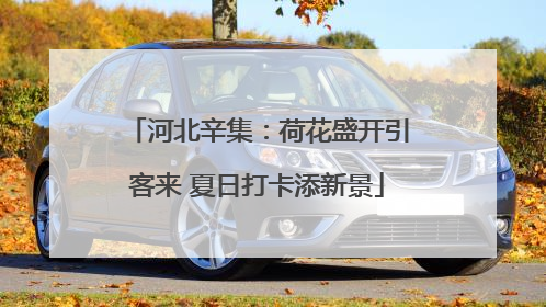 河北辛集：荷花盛开引客来 夏日打卡添新景