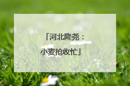 河北隆尧：小麦抢收忙