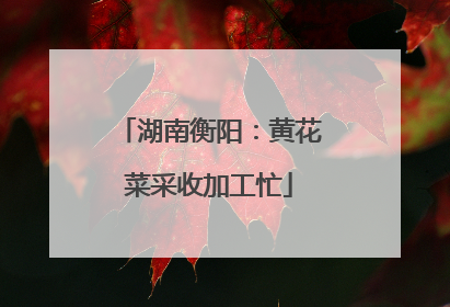 湖南衡阳：黄花菜采收加工忙