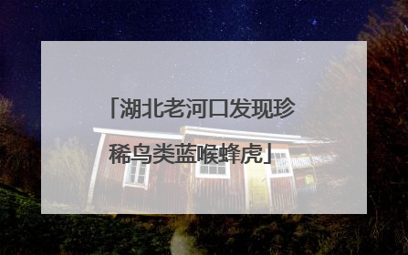 湖北老河口发现珍稀鸟类蓝喉蜂虎