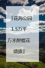 花海公园1.5万平方米醉蝶花盛放