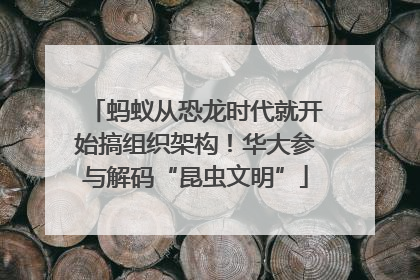 蚂蚁从恐龙时代就开始搞组织架构！华大参与解码“昆虫文明”