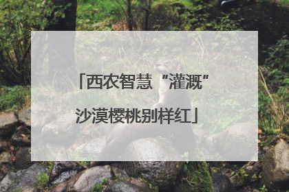 西农智慧“灌溉” 沙漠樱桃别样红