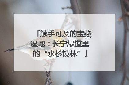 触手可及的宝藏湿地：长宁绿道里的“水杉镜林”