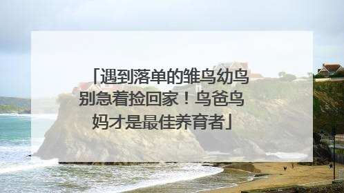 遇到落单的雏鸟幼鸟别急着捡回家！鸟爸鸟妈才是最佳养育者
