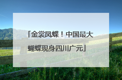 金裳凤蝶！中国最大蝴蝶现身四川广元