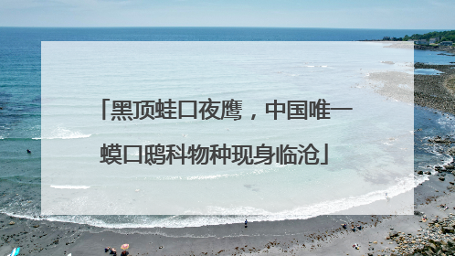 黑顶蛙口夜鹰，中国唯一蟆口鸱科物种现身临沧