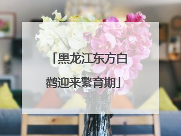 黑龙江东方白鹳迎来繁育期