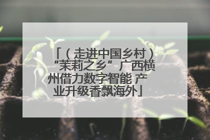 （走进中国乡村）“茉莉之乡”广西横州借力数字智能 产业升级香飘海外