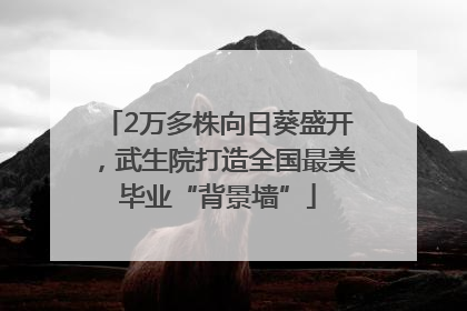 2万多株向日葵盛开，武生院打造全国最美毕业“背景墙”