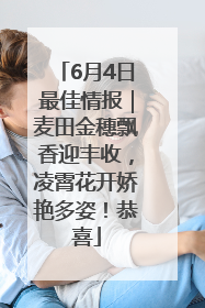 6月4日最佳情报｜麦田金穗飘香迎丰收，凌霄花开娇艳多姿！恭喜